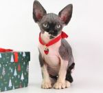 Êîøå÷êà Êàìèëëà Ä.ð.30.11.2025ã. ÐÅÇÅРã.Âîðîíåæ