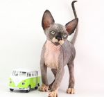 Котик Квентин Д.р.30.11.2025г. ПРОДАН г.Москва